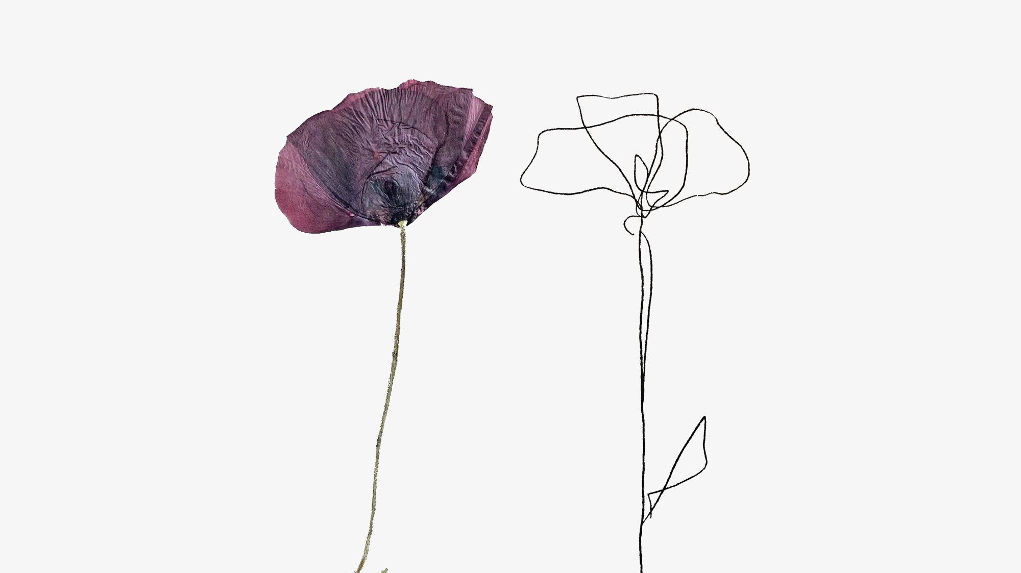 Province of Canada - The Canadian Who Started The Poppy Tradition