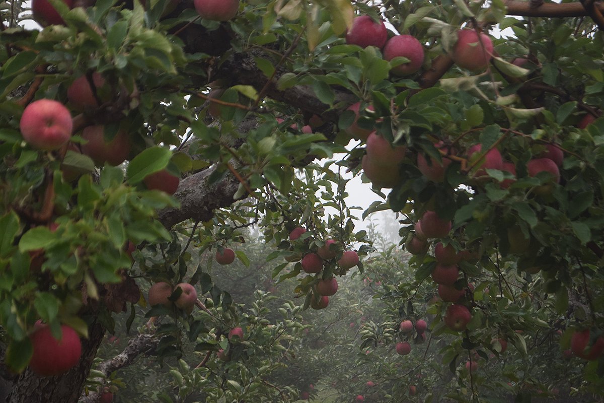 Carl Laidlaw Orchards